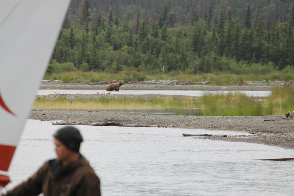 Our first bear sighting! Moments after our floatplane landed at Katmai National Park