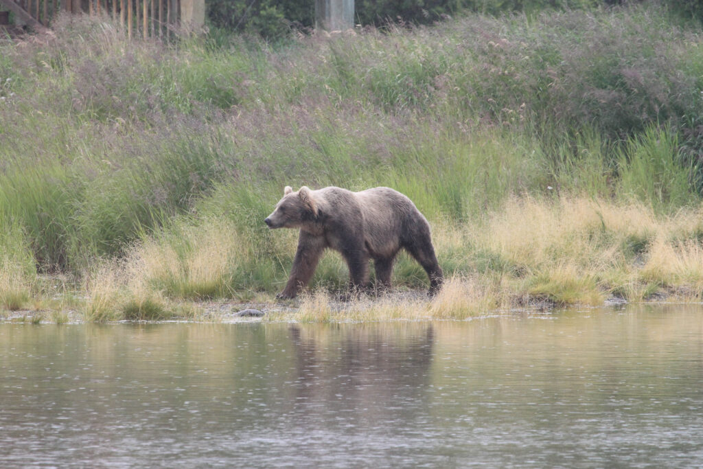 A bear on the riverbank in Katmai National Park