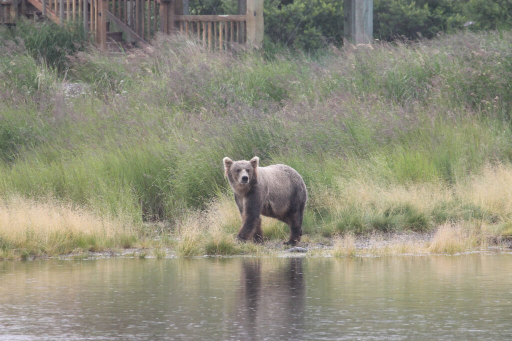 The bear that caused our first "bear jam" at Katmai National Park