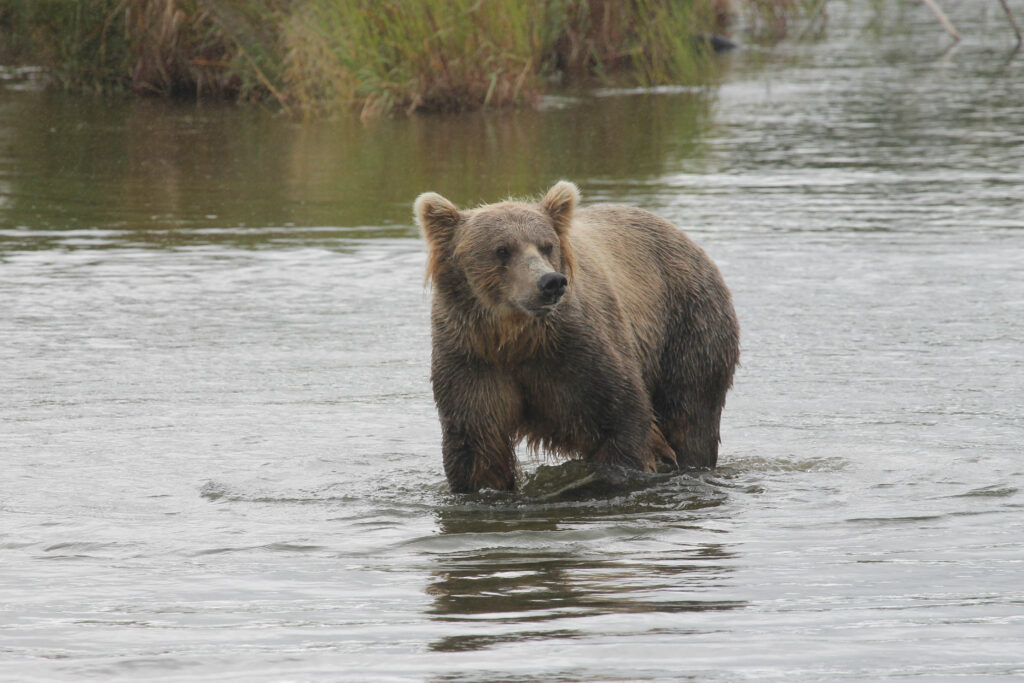 The bear that caused our "bear jam" approaching us