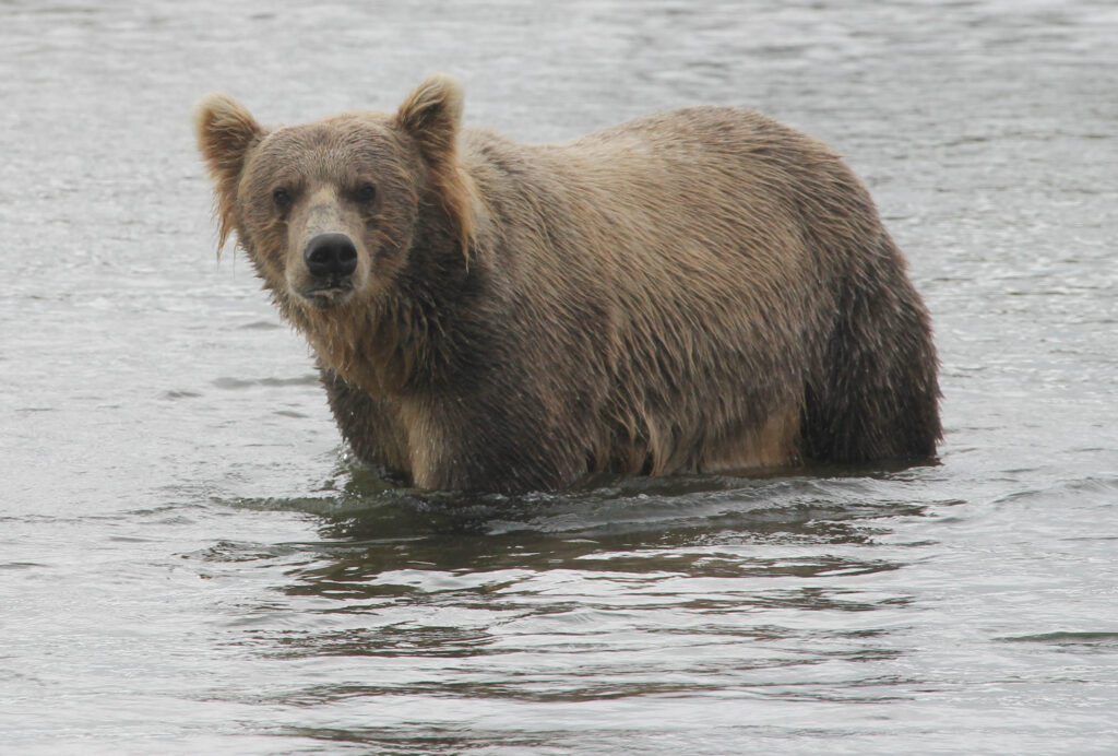 An approaching bear in the river