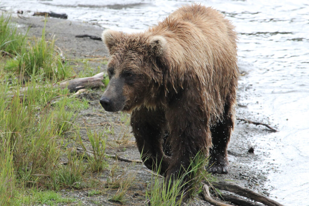 Bear in Katmai National Park