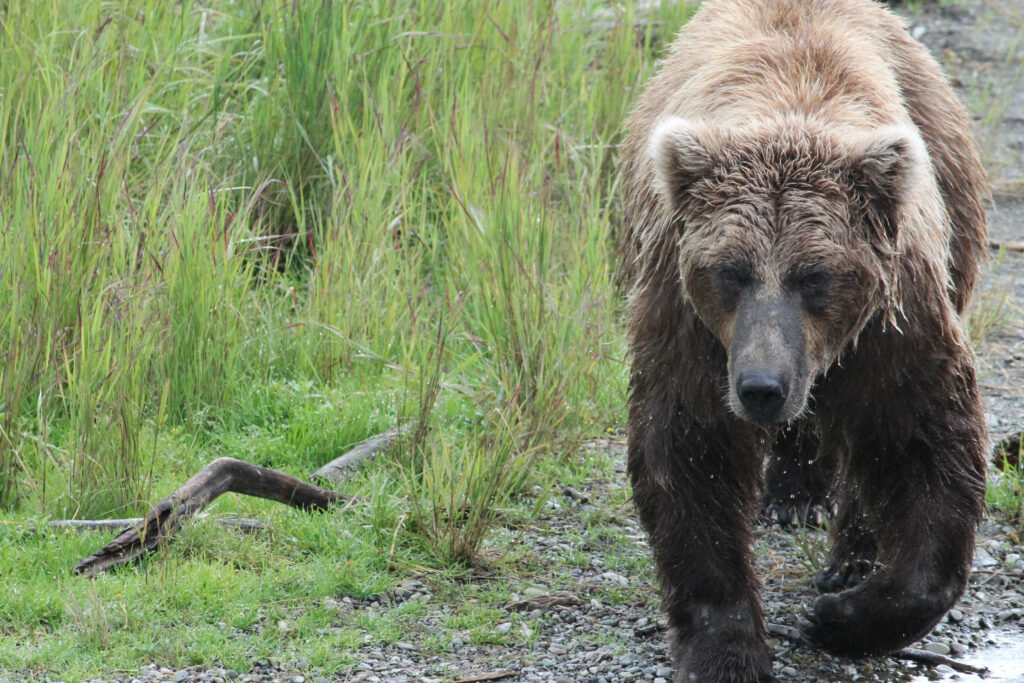 Bear on the prowl for some food