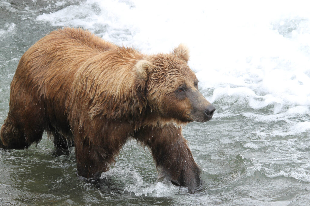 Bear in the river, Katmai National Park