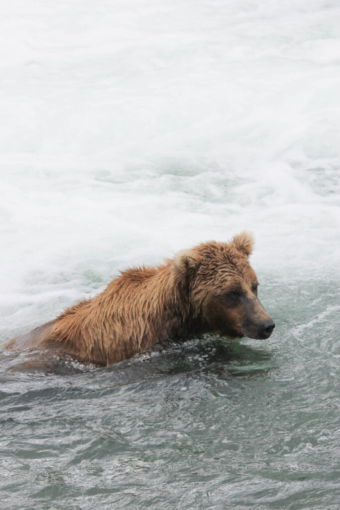 Bear hanging out in the river, Katmai National Park