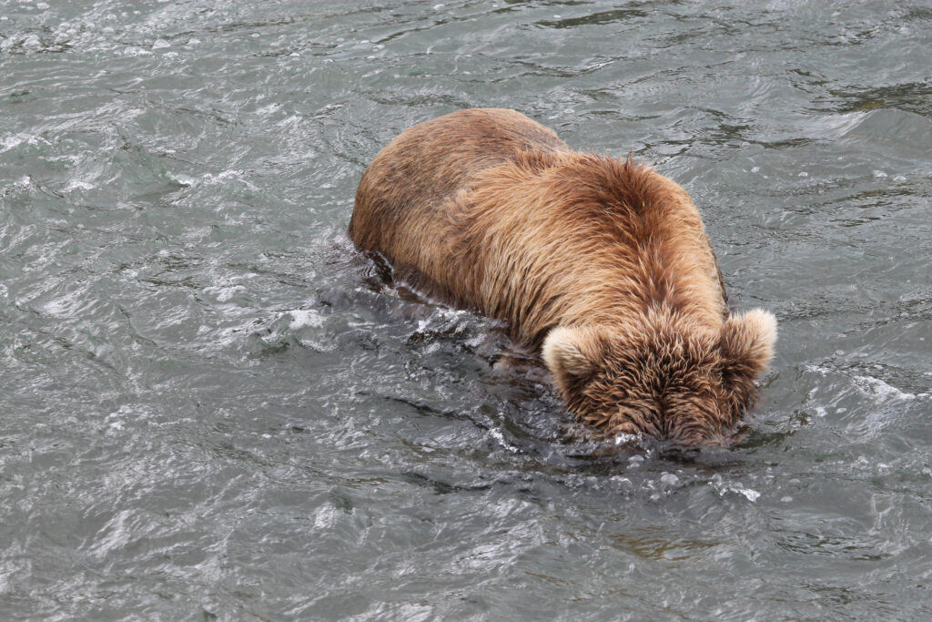 Brown bear "snorkeling" for salmon in Katmai National Park