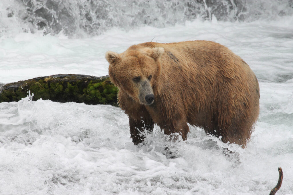 Bear fishing in Katmai National Park