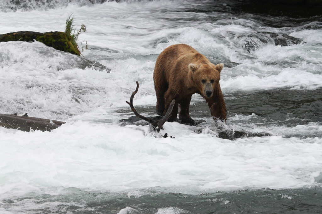 Bear looking for fish at Brooks Falls, Katmai National Park