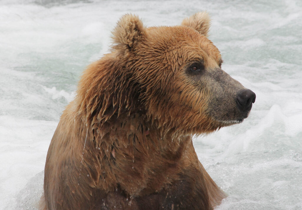 Close up of a brown bear's face