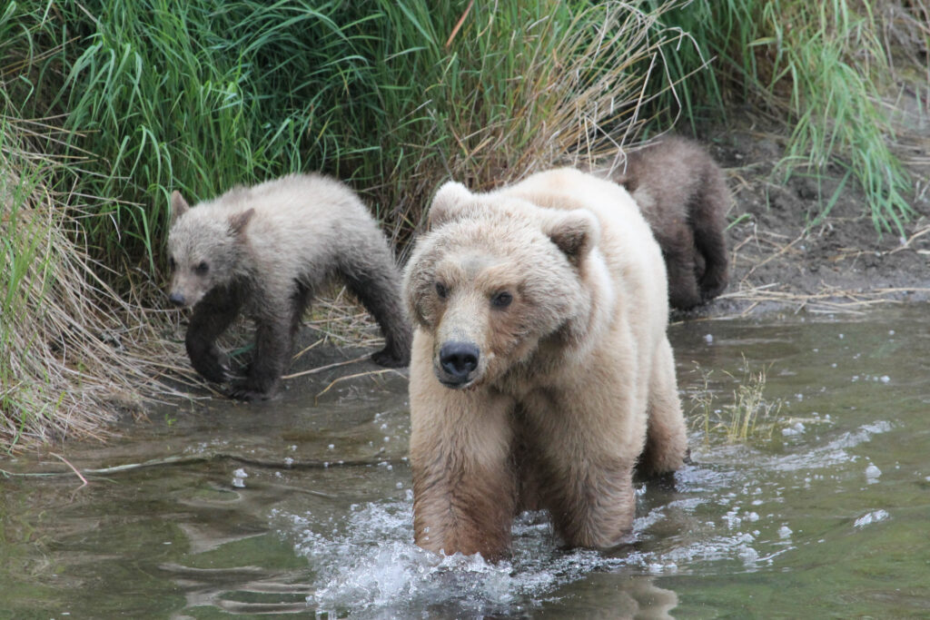 Mother bear wading through a river
