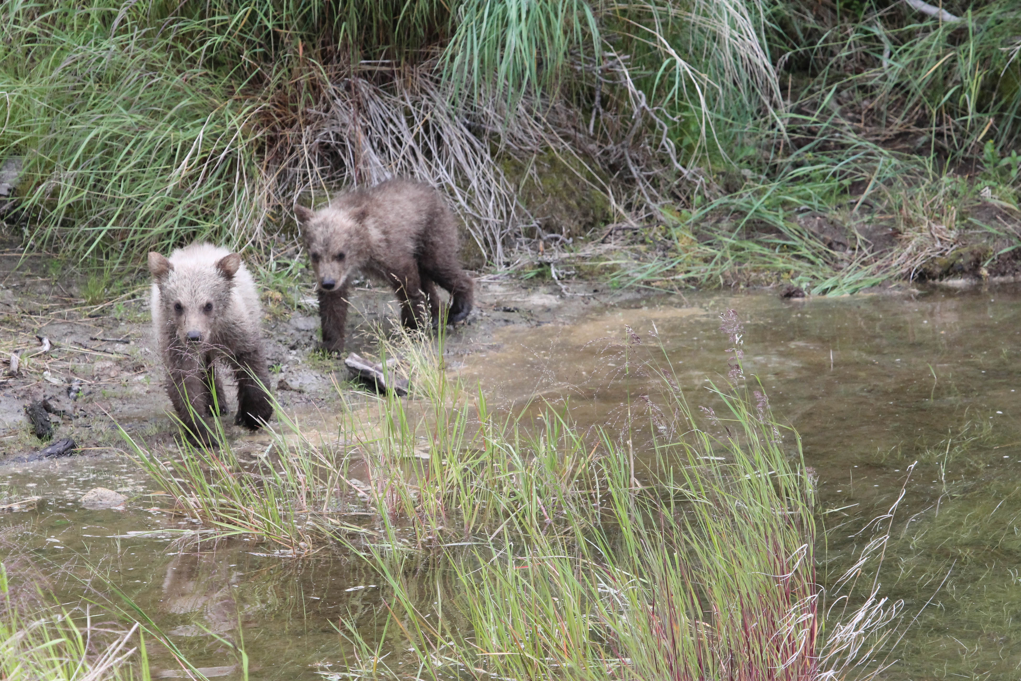 Two cubs of the year in Katmai National Park