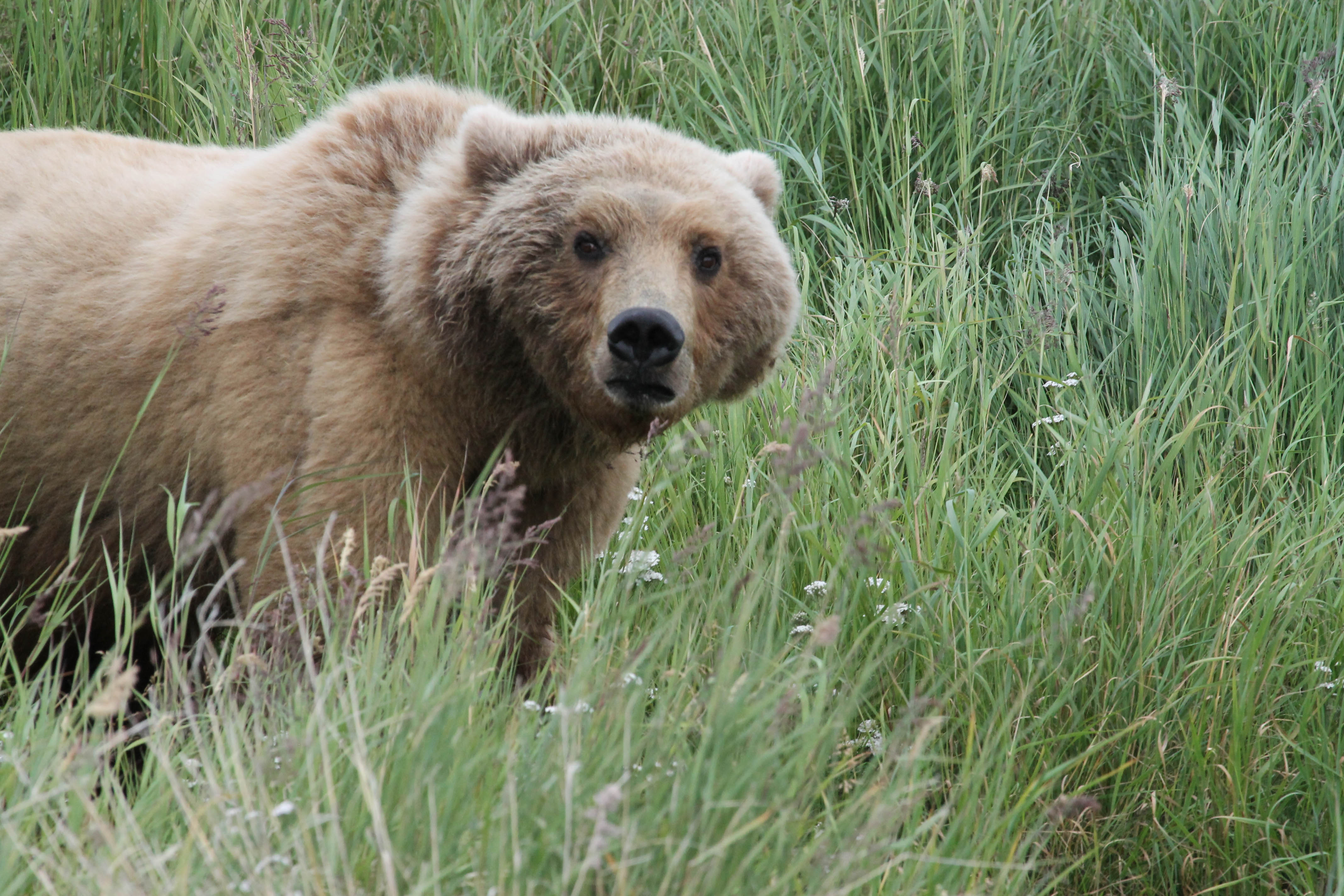 Mother bear looking directly at the camera, Katmai National Park