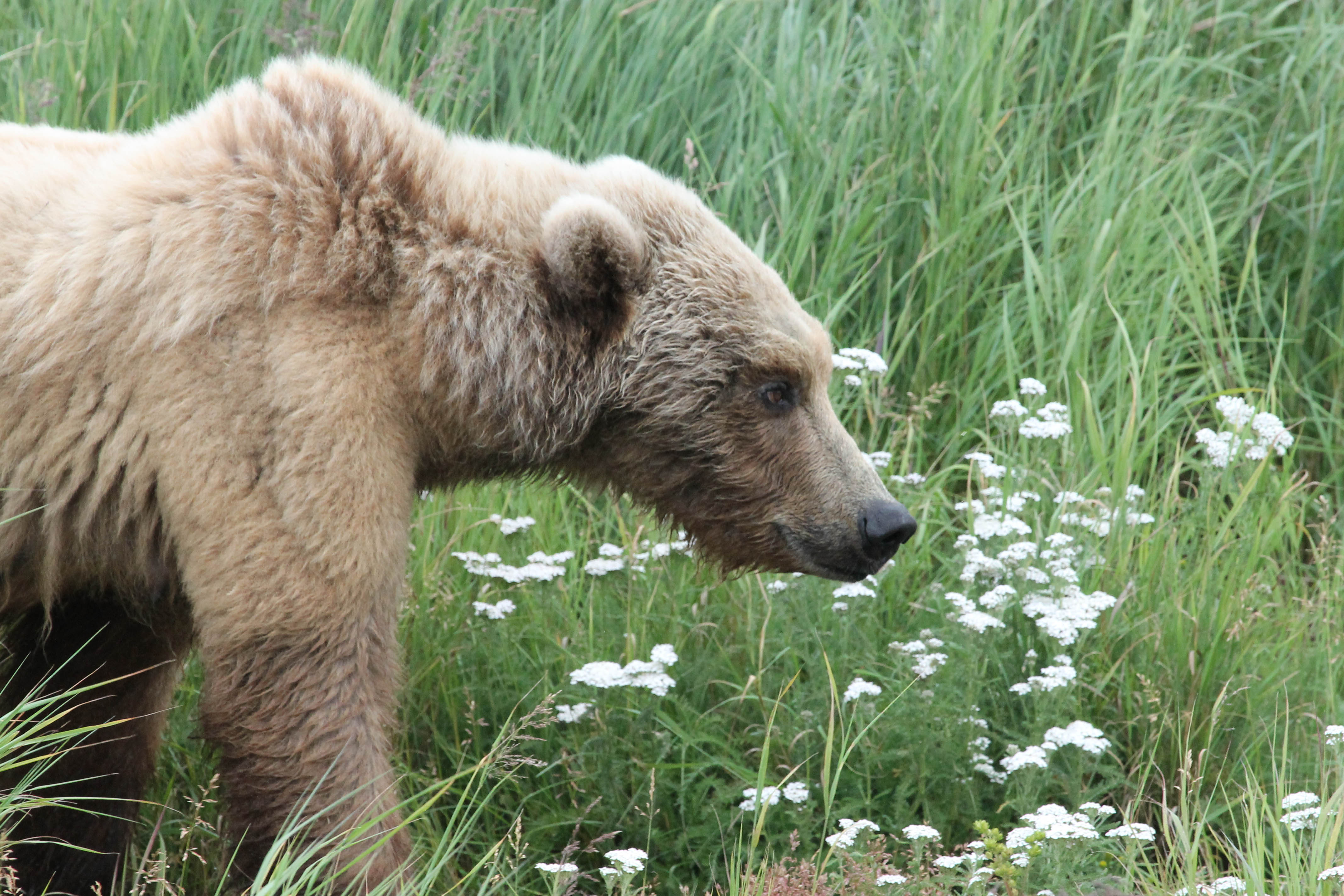A mother bear in profile