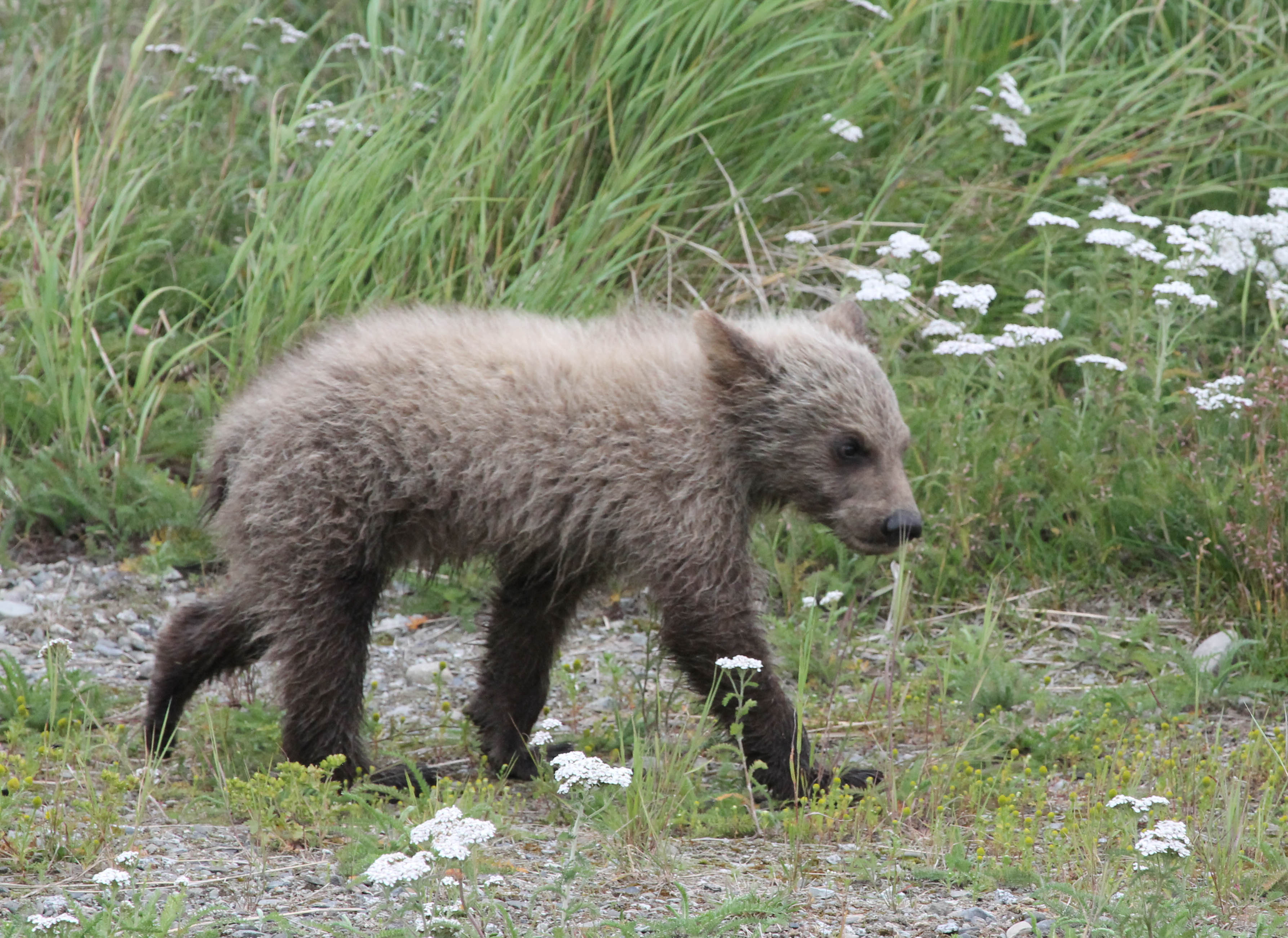 The lighter of two tiny bear cubs in Katmai National Park
