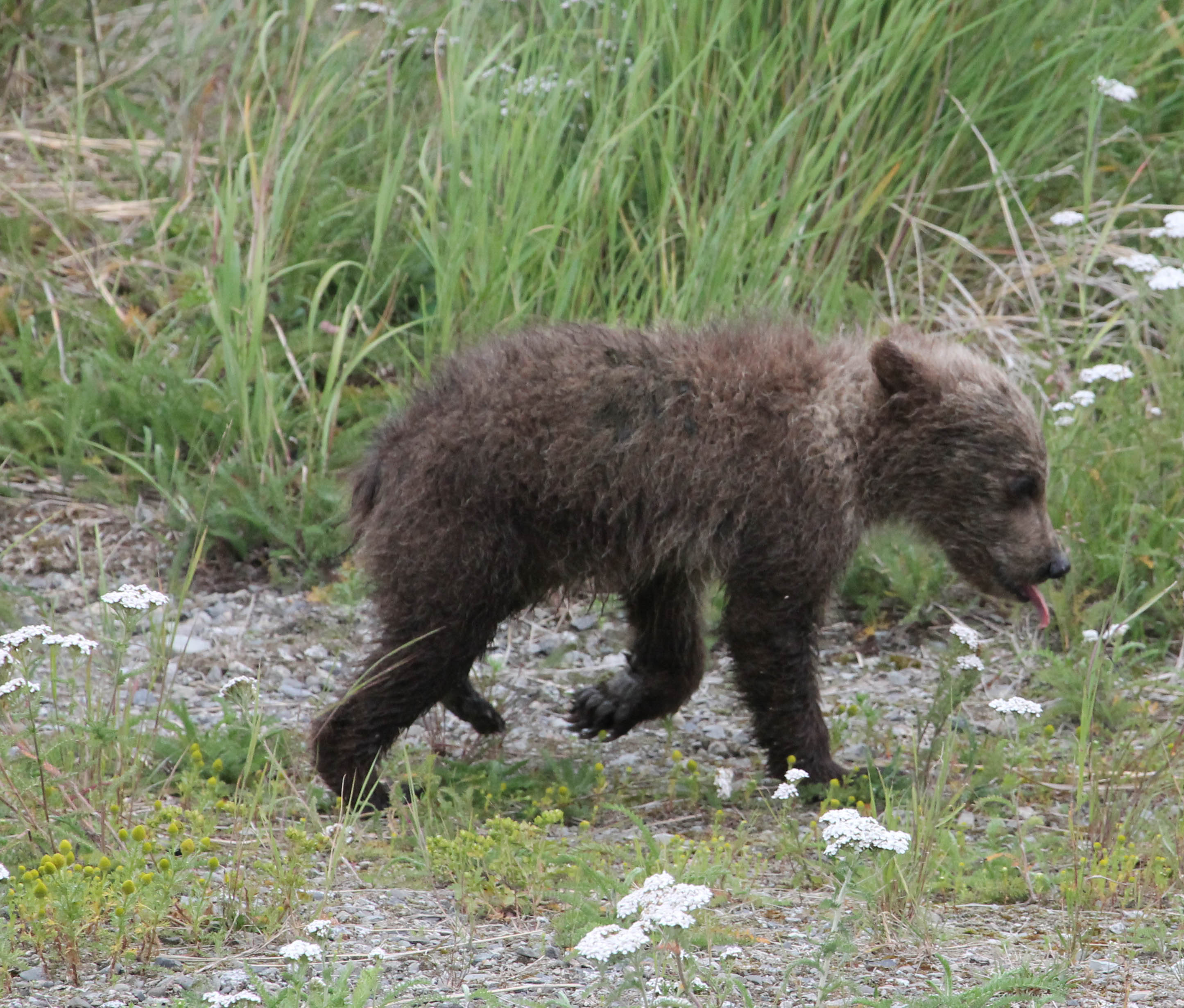 The darker of two small bear cubs in Katmai National Park, sticking its tongue out