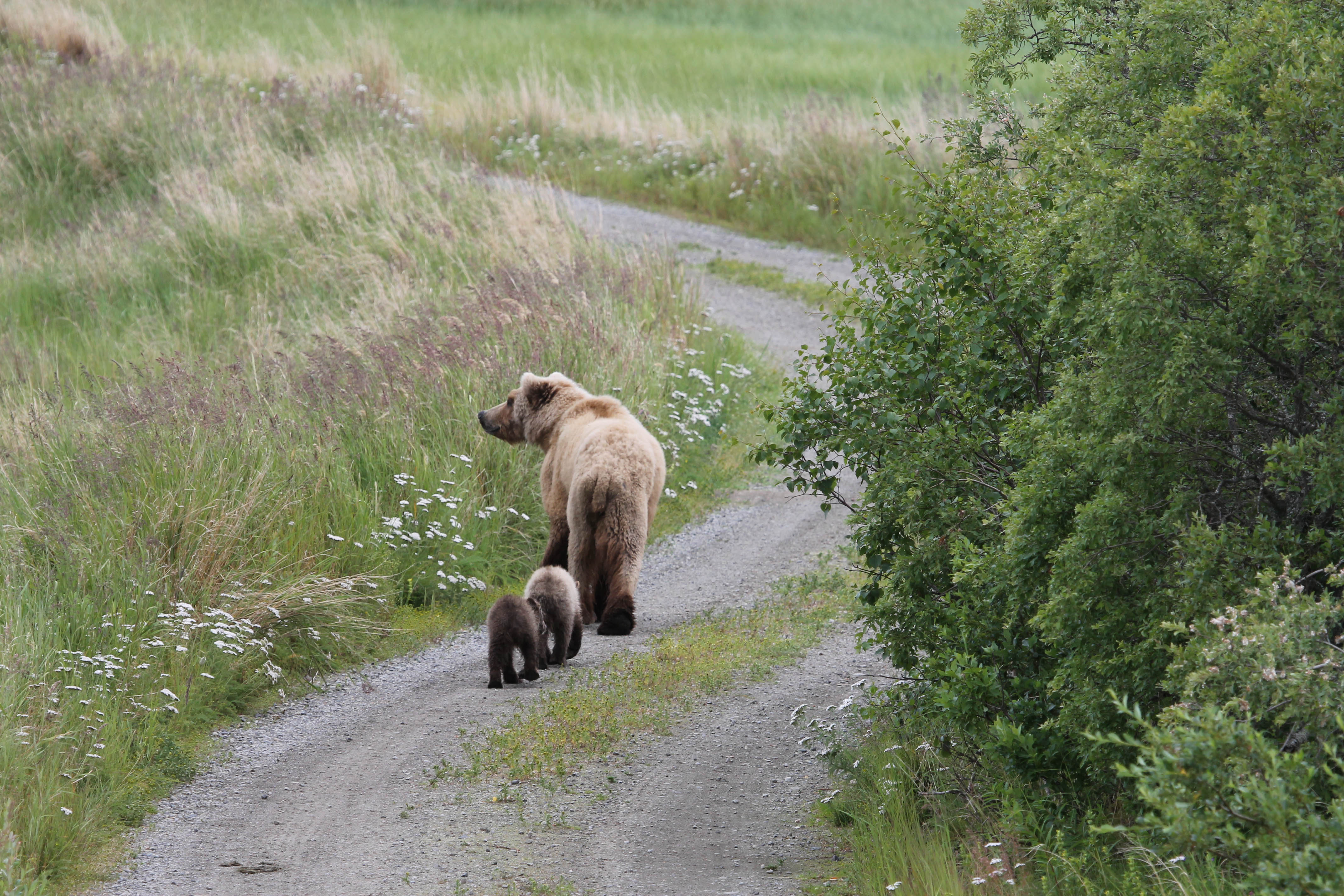 A mother bear leading her cubs down the road at Katmai National Park