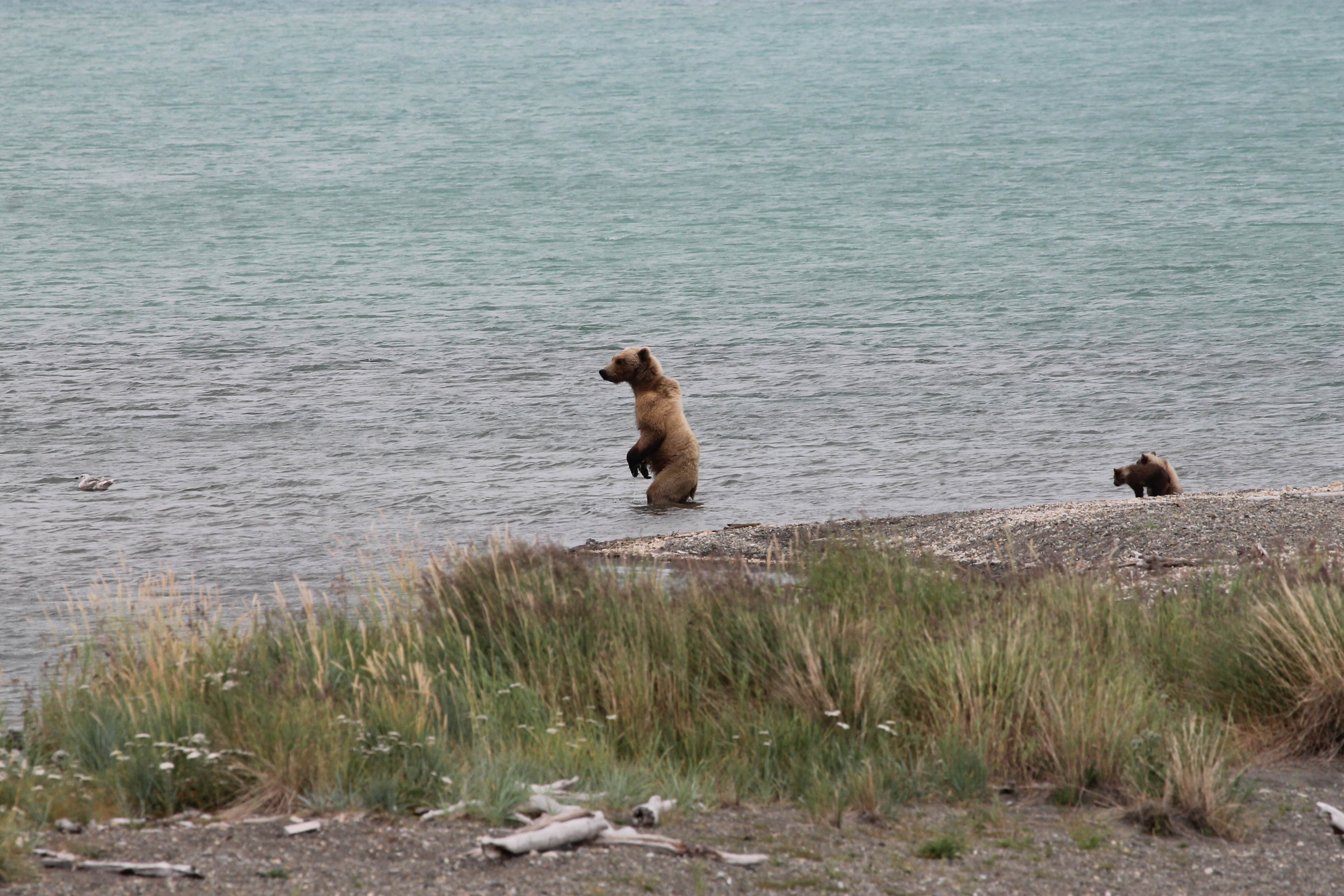 A mother bear standing up to fish while her cubs wait on the beach