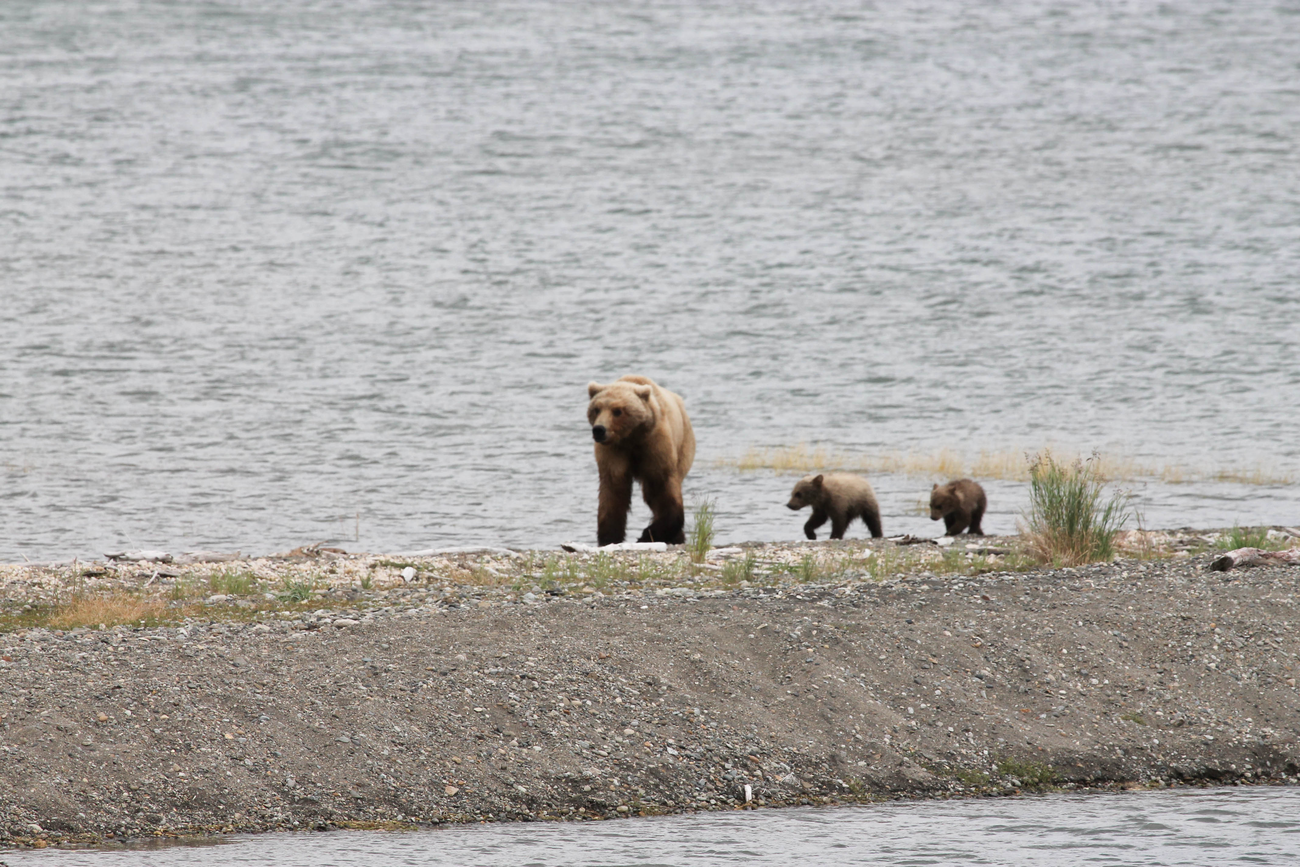 A mother bear and her two cubs on the beach at Katmai National Park