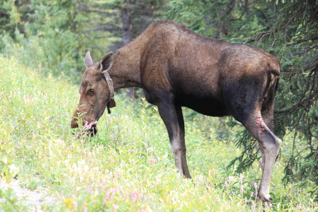 A female moose by the side of the road near the entrance to Denali National Park