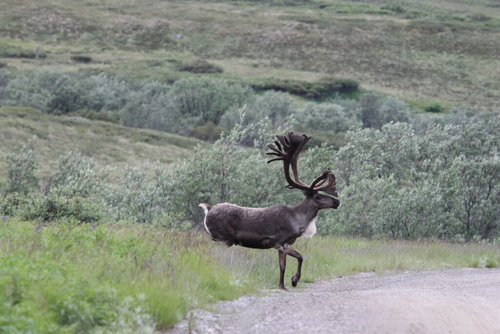 A bull caribou crossing the road in front of us in Denali National Park