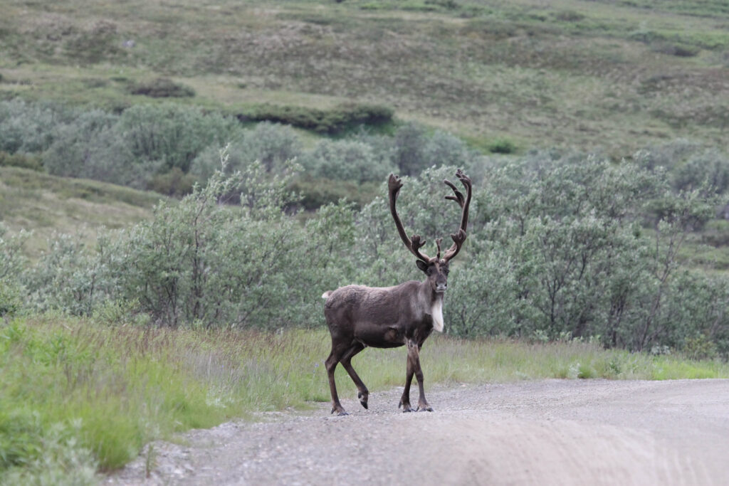 A caribou crossing the road in front of our park shuttle bus in Denali National Park