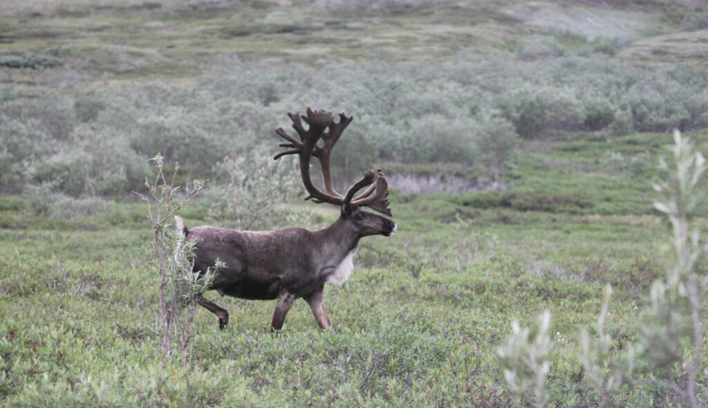 A bull caribou on the side of the road in Denali National Park
