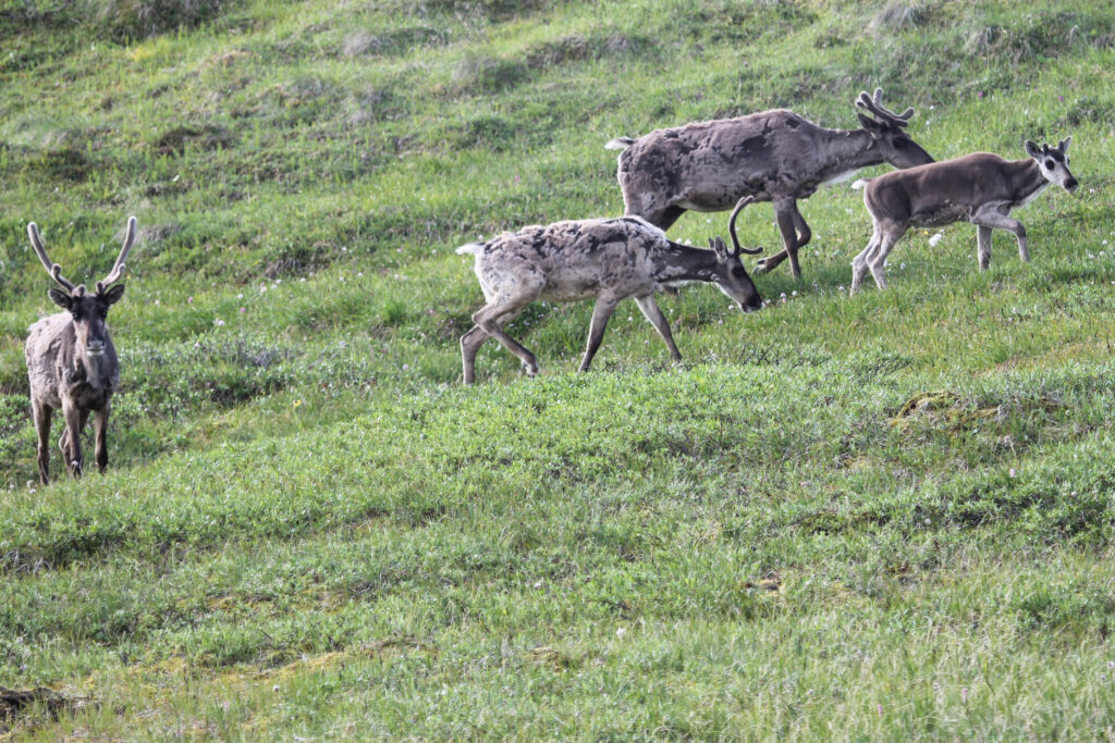 A herd of caribou in Denali National Park