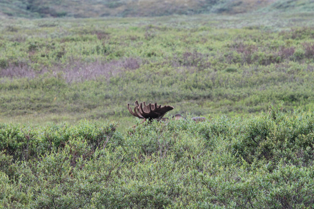 A bull moose's antlers peeking up through brush in Denali National Park