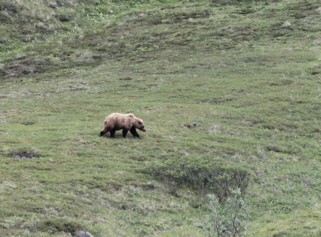 A grizzly bear by the side of the road in Denali National Park