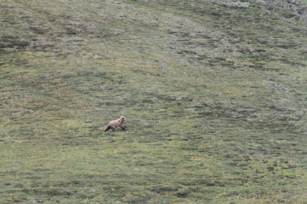 A grizzly bear chasing a caribou, Denali National Park
