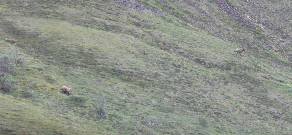 A grizzly bear chasing a caribou in Denali National Park