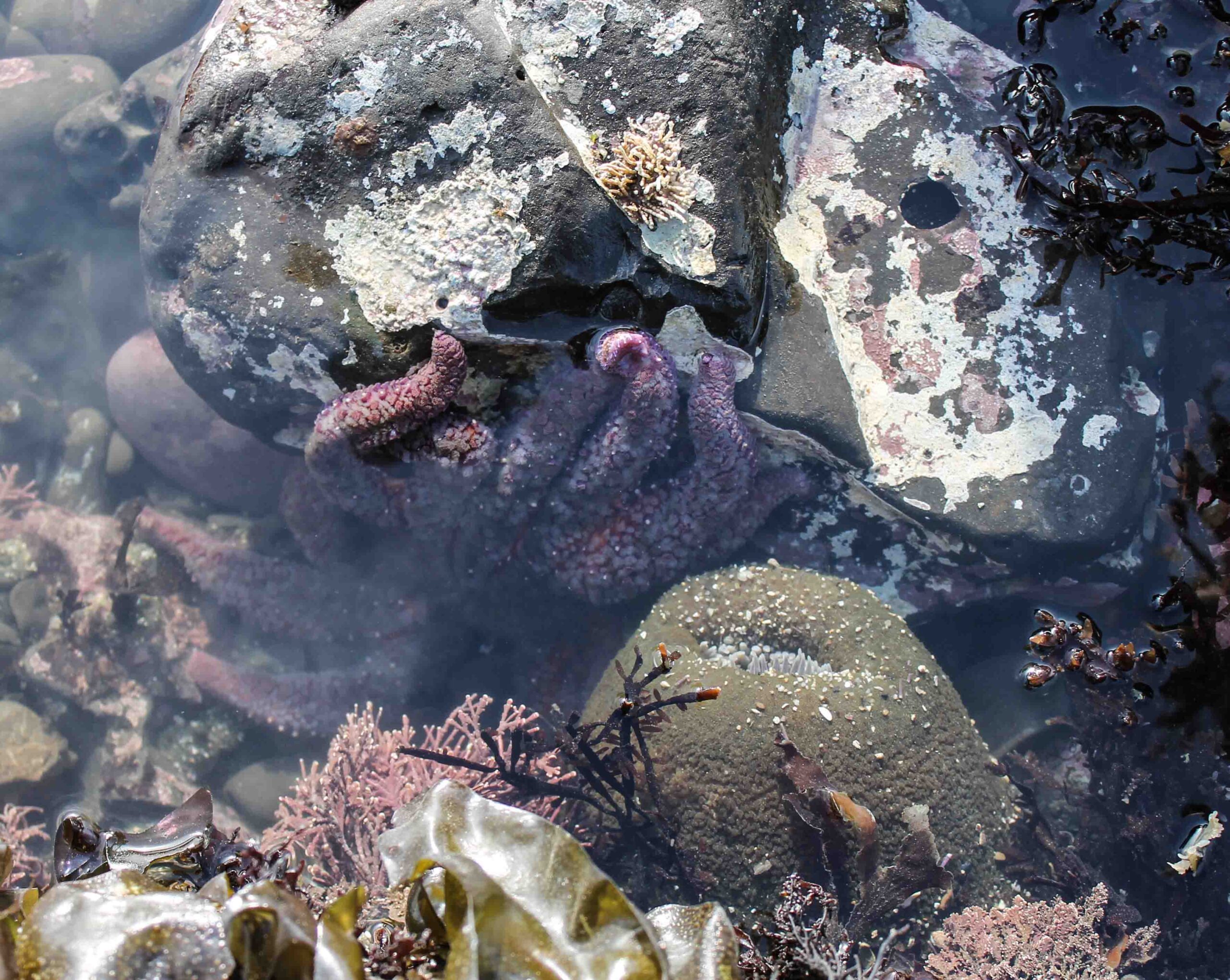 Starfish seen while low-tiding at Fitzgerald Marine Reserve