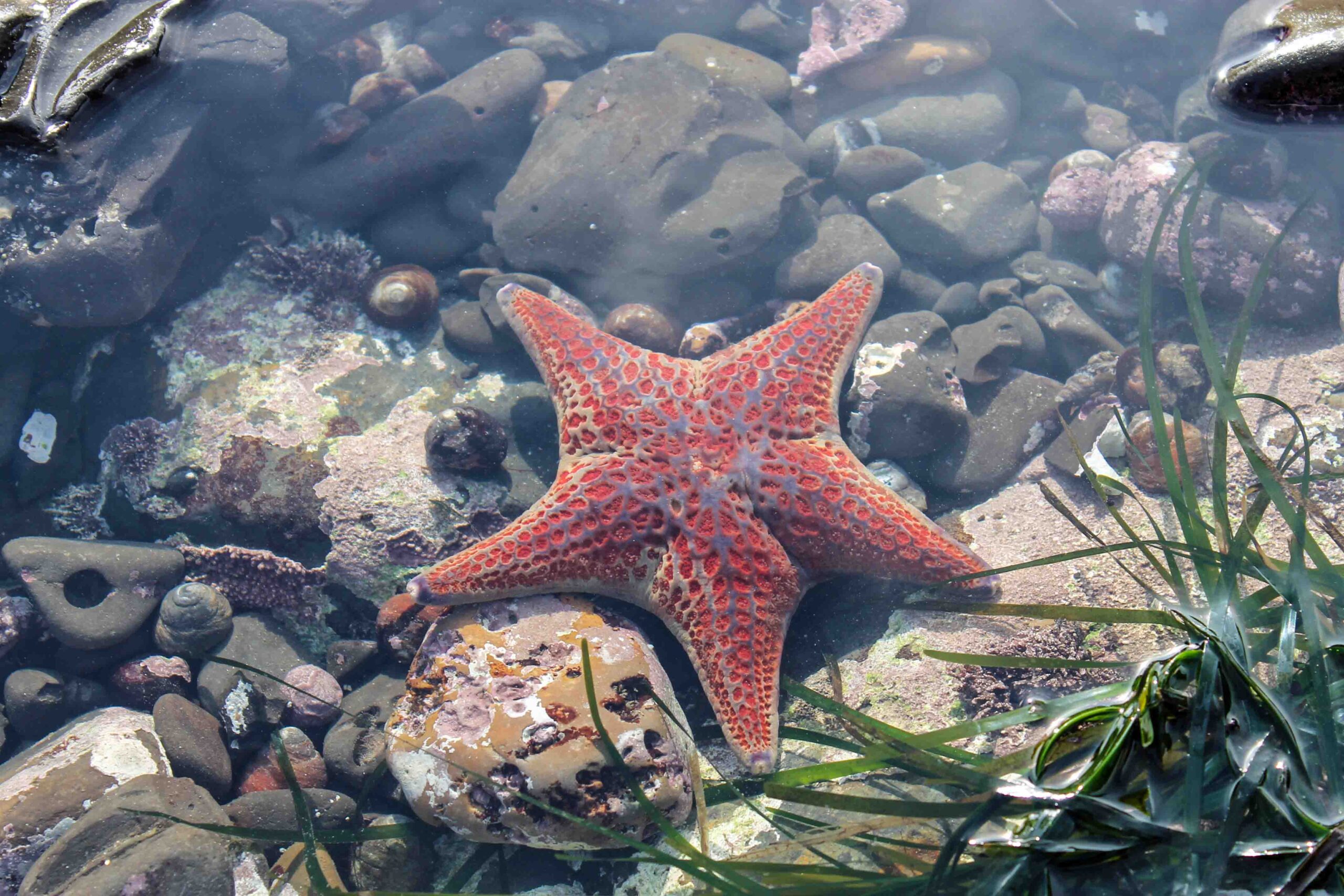 Starfish seen while low-tiding at Fitzgerald Marine Reserve
