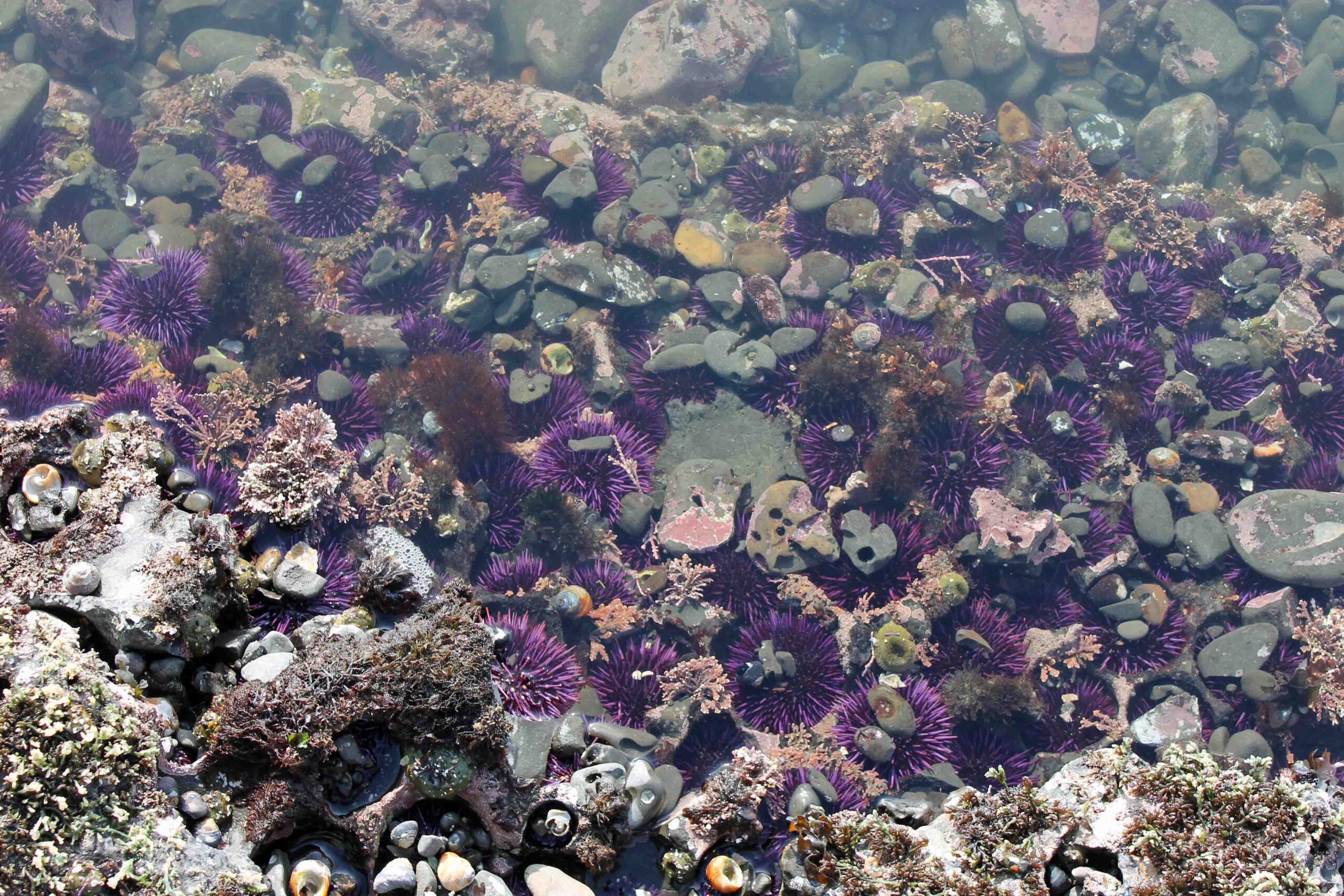 Bright purple sea urchins seen while low-tiding at Fitzgerald Marine Reserve