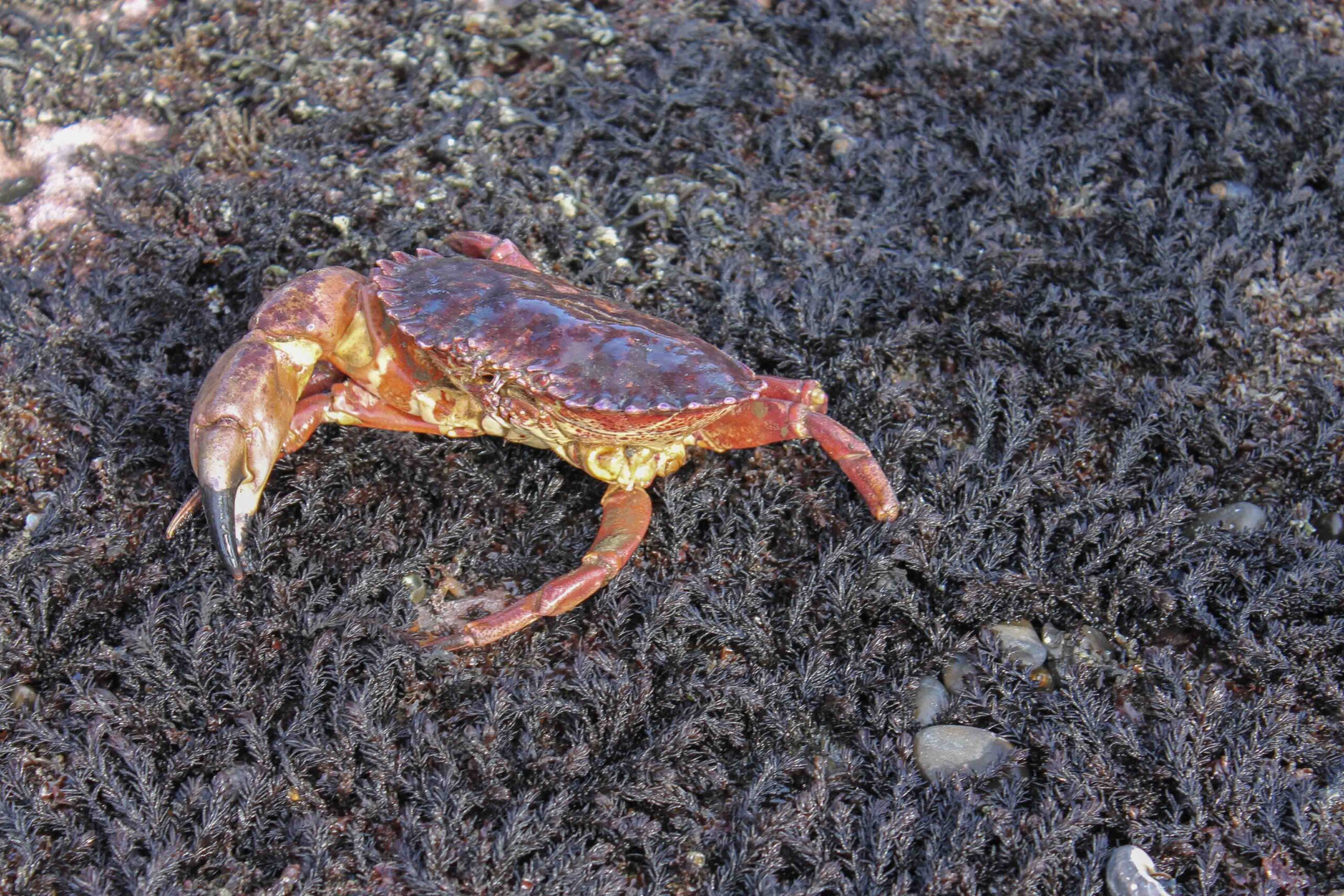 A crab seen while low-tiding at Fitzgerald Marine Reserve