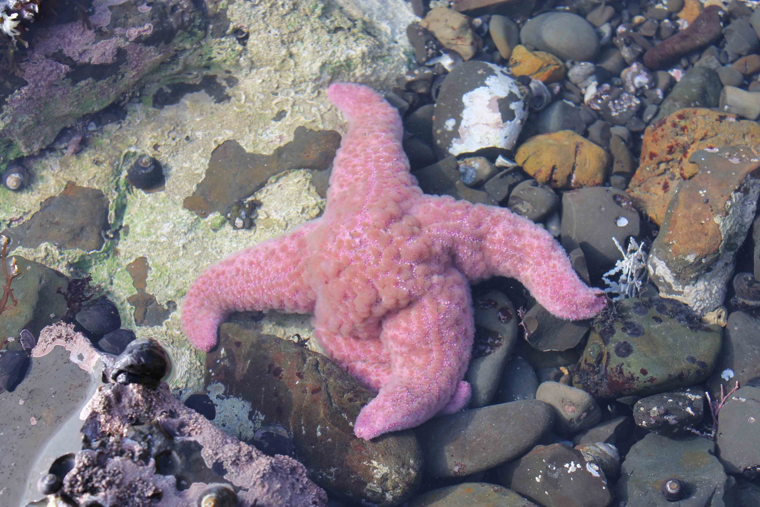Starfish seen while low-tiding at Fitzgerald Marine Reserve
