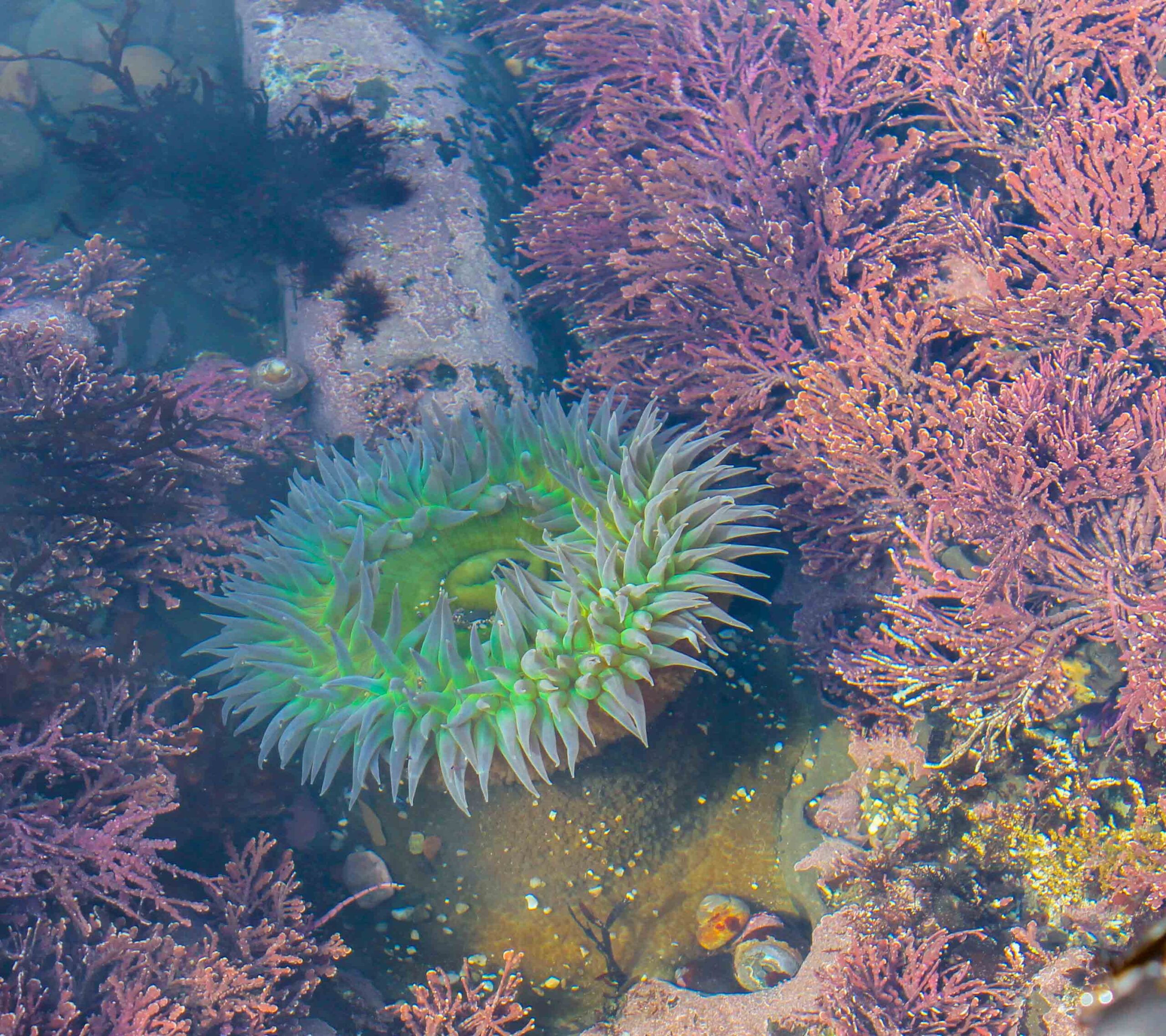 Sea anemone seen while low-tiding at Fitzgerald Marine Reserve