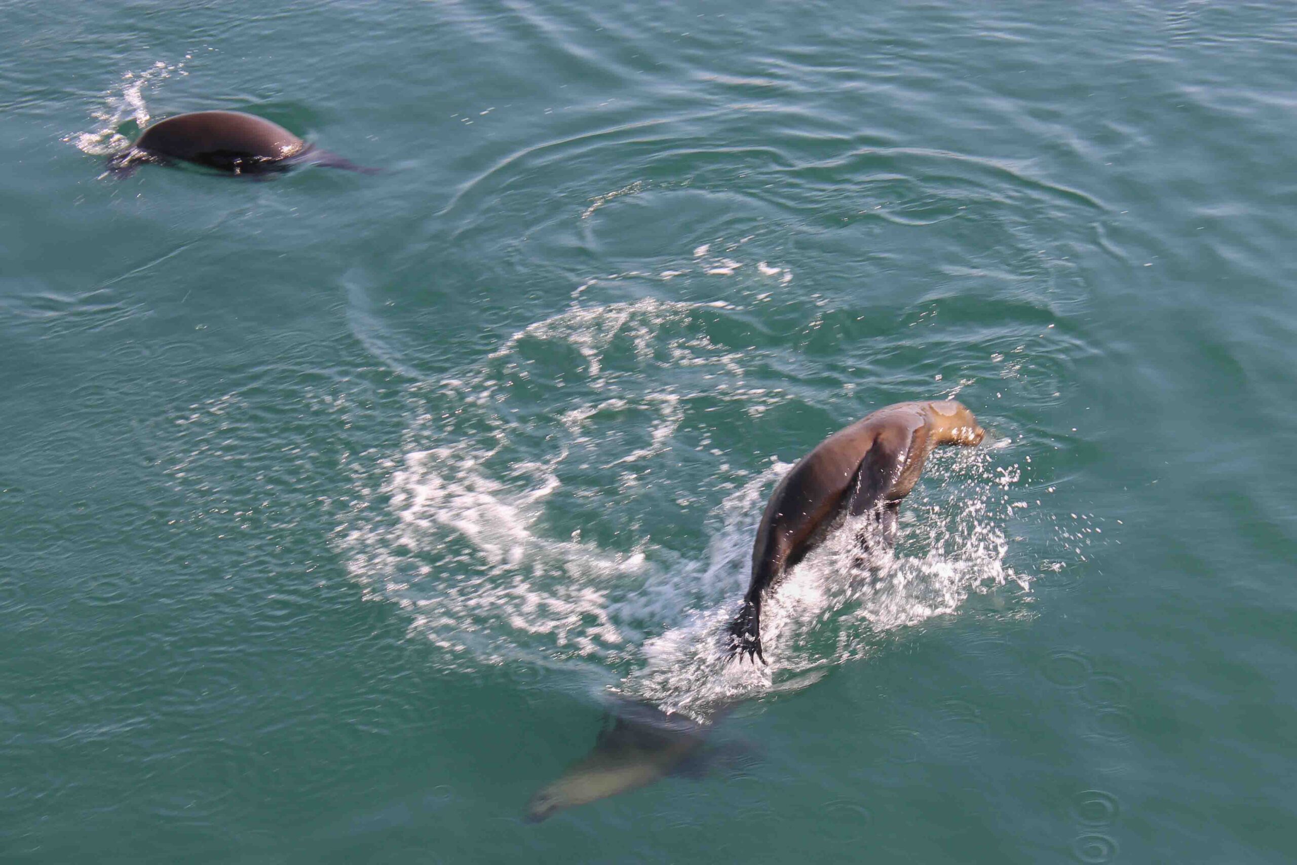 Sea lions near Monterey California
