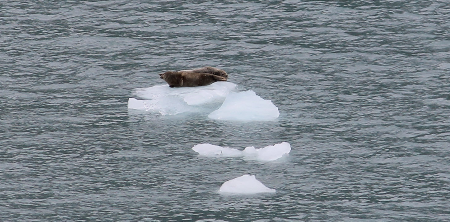 Seal sitting on iceberg in Yakutat Bay