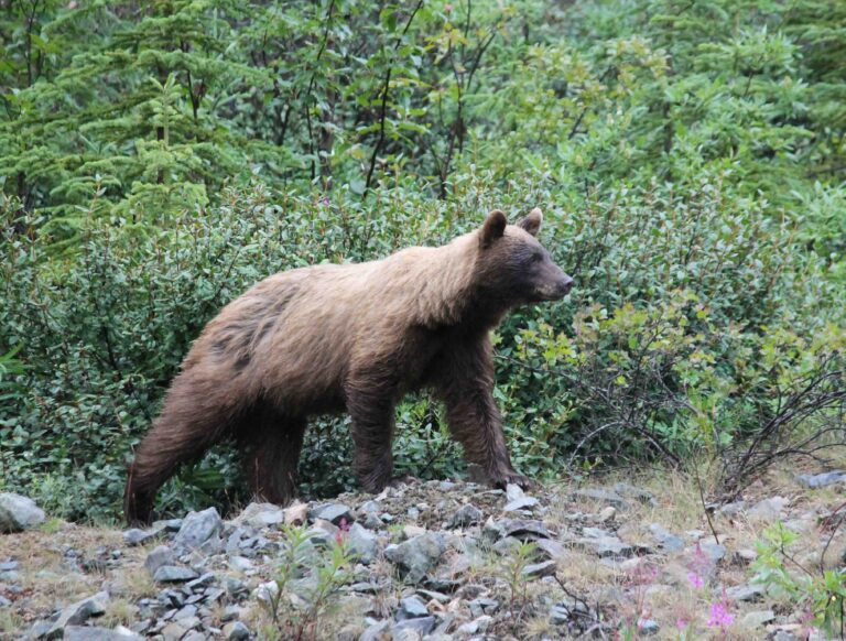 Cinnamon brown bear, British Columbia, Canada