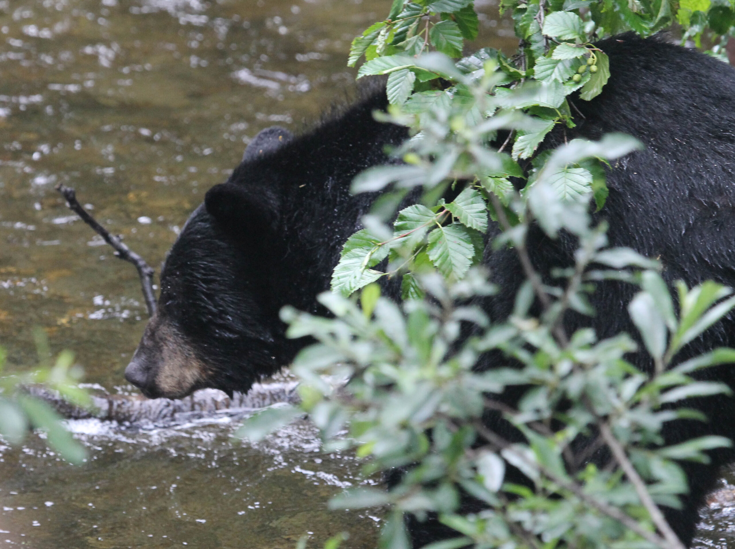 Black bear at Mendenhall Glacier Steep Creek viewing platforms
