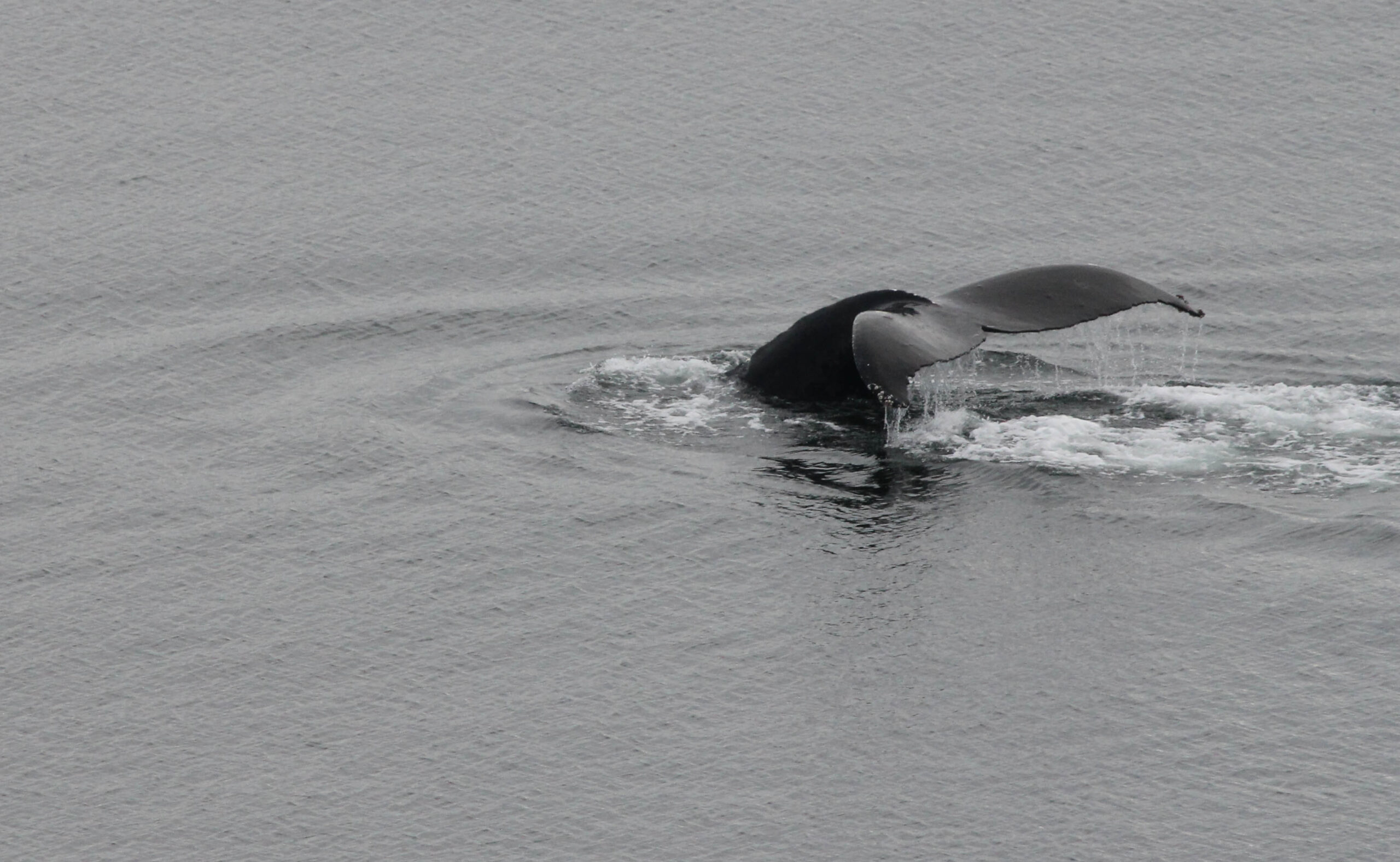 Humpback whale tail very close to our cruise ship on the Princess Cruises' Voyage of the Glaciers southbound itinerary