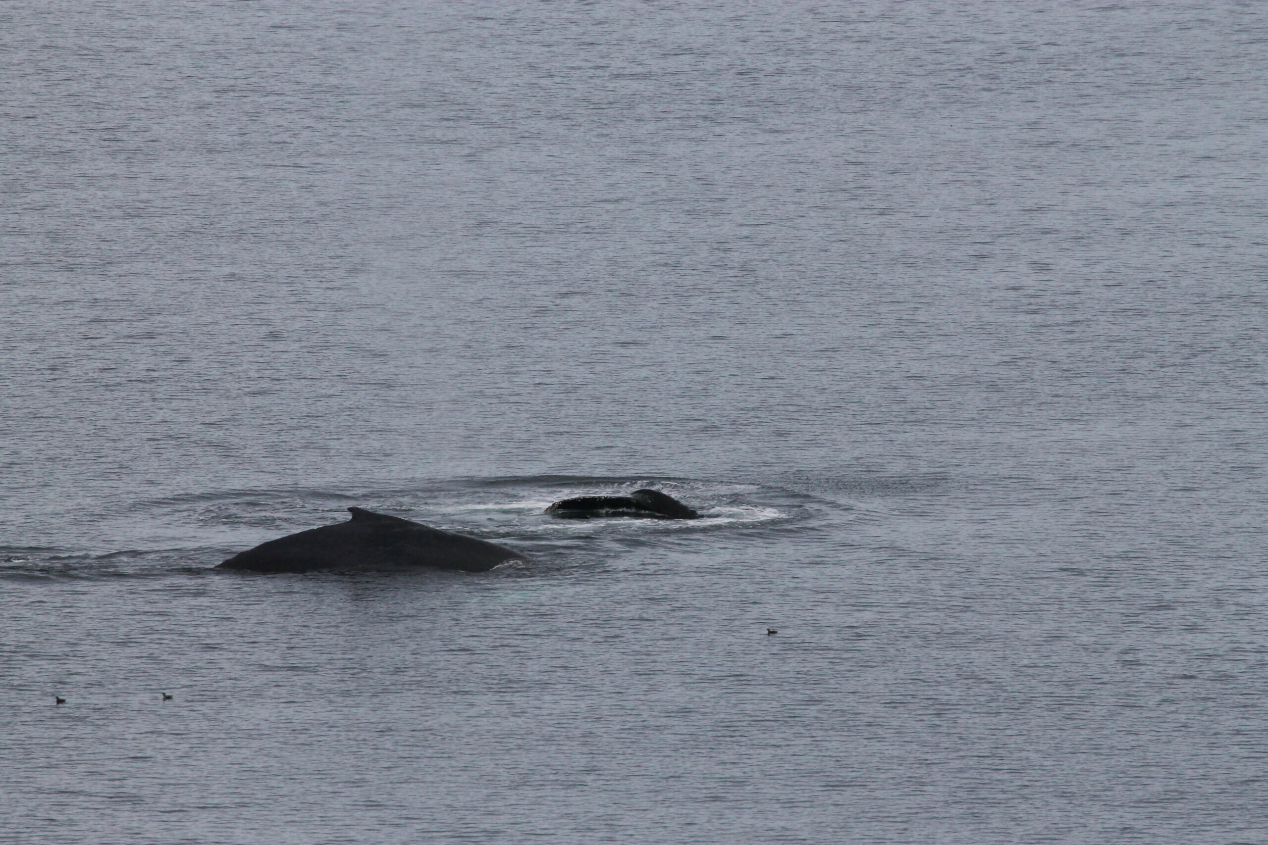 Humpback whale mother and calf seen from our Princess cruise ship on our Alaska cruise