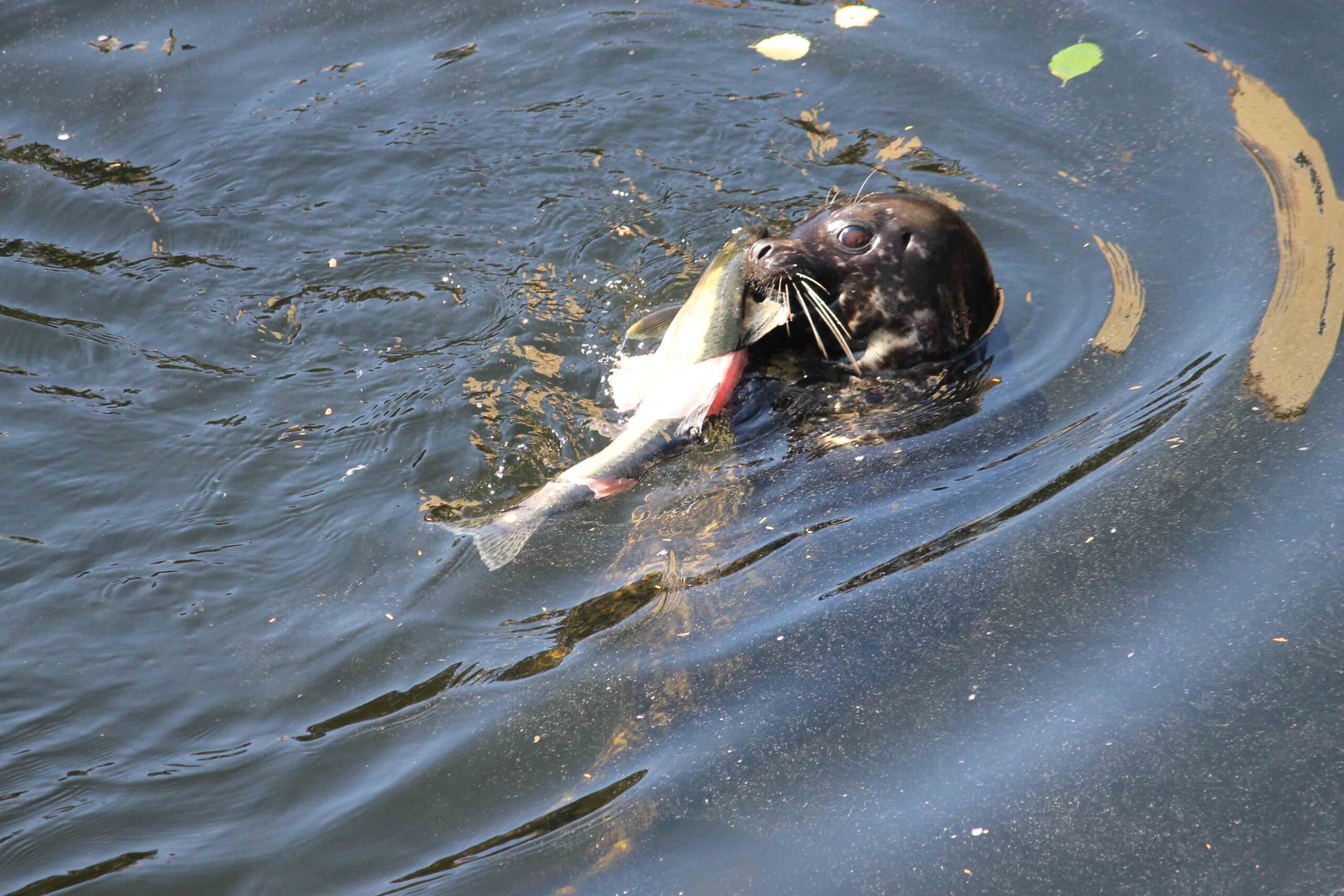 A seal enjoying lunch in Ketchikan