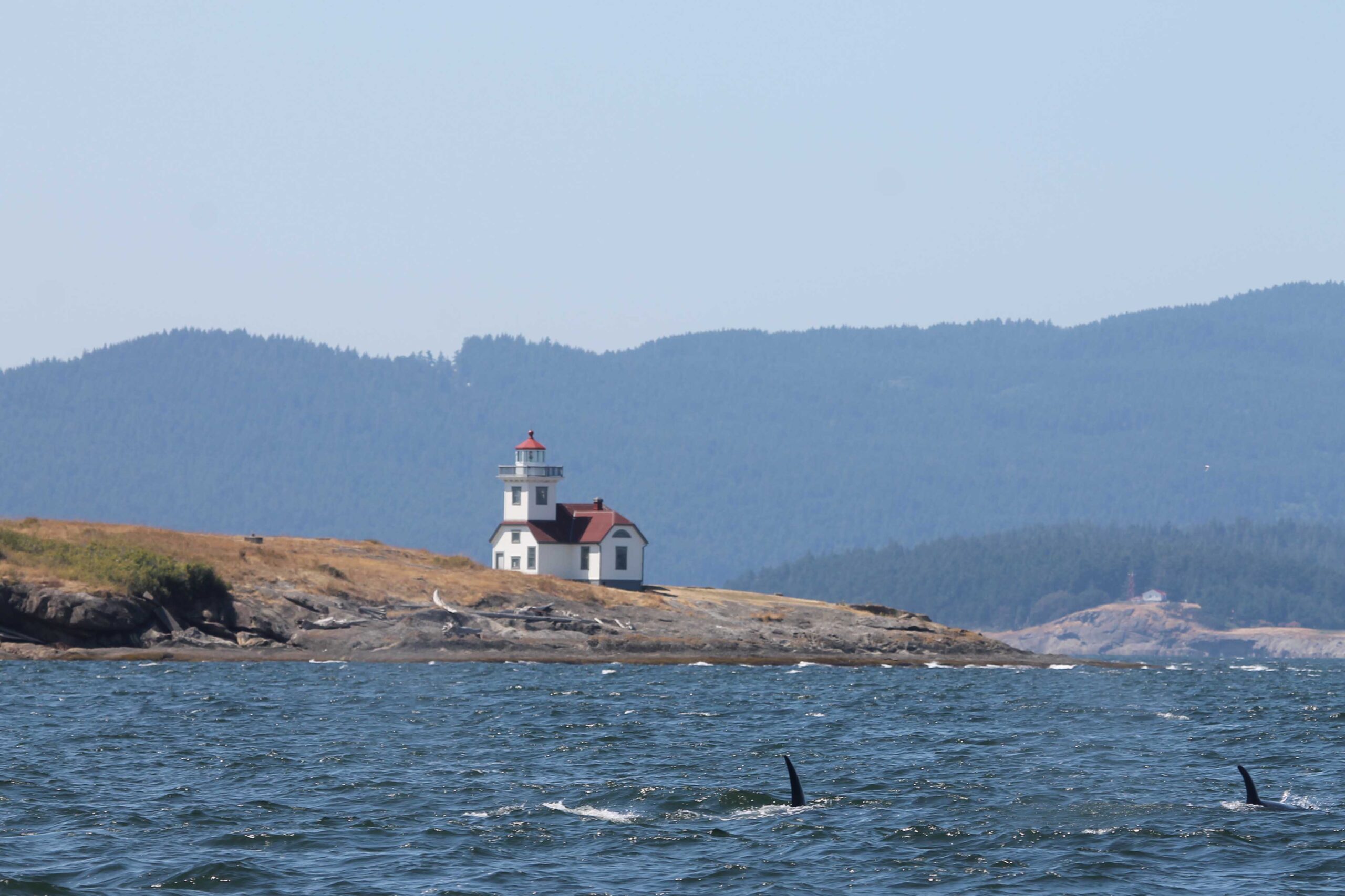 First glimpses of orca whales in the British Columbia Gulf Islands