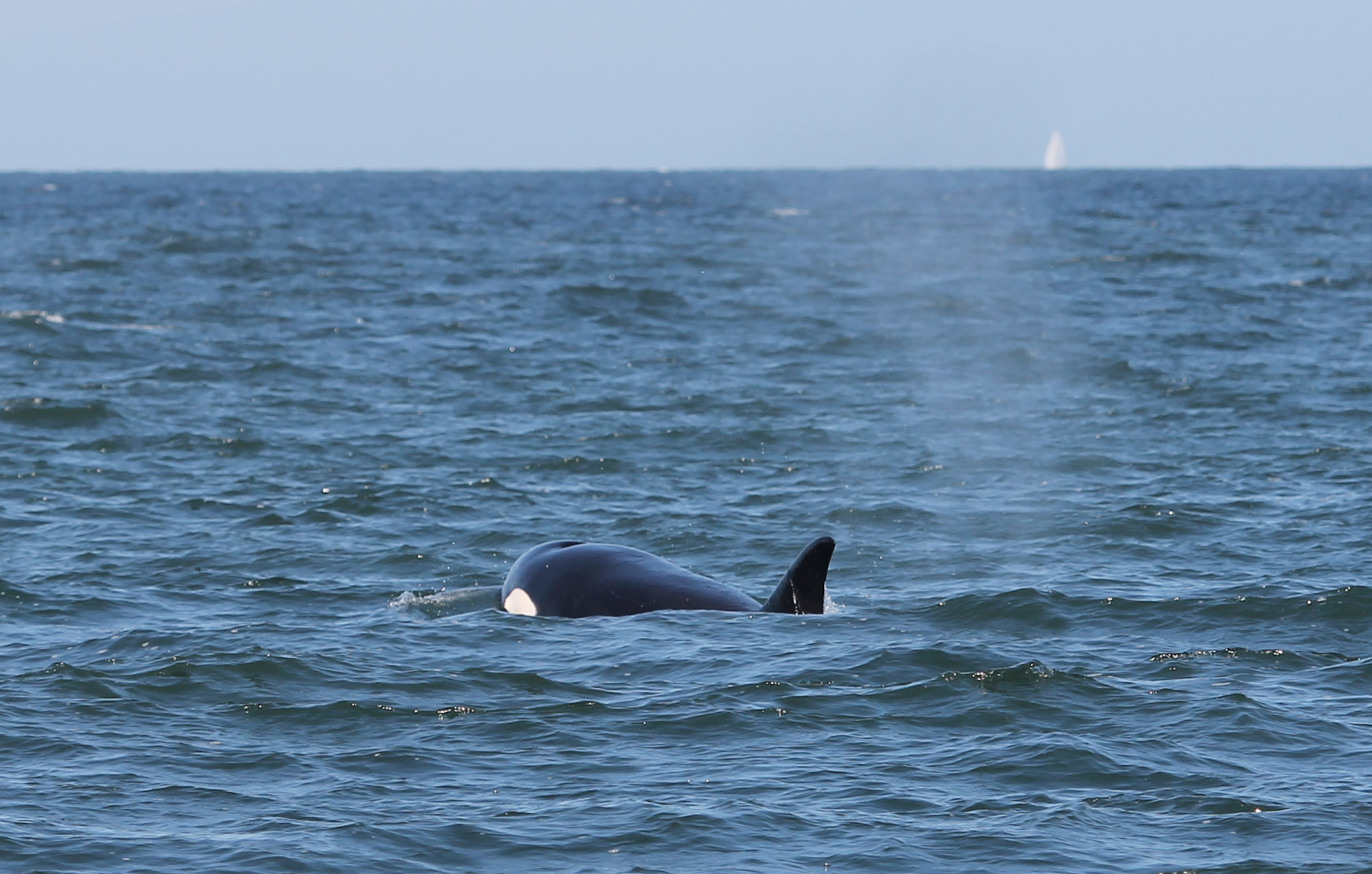 An orca whale surfacing on our whale-watching trip from Vancouver