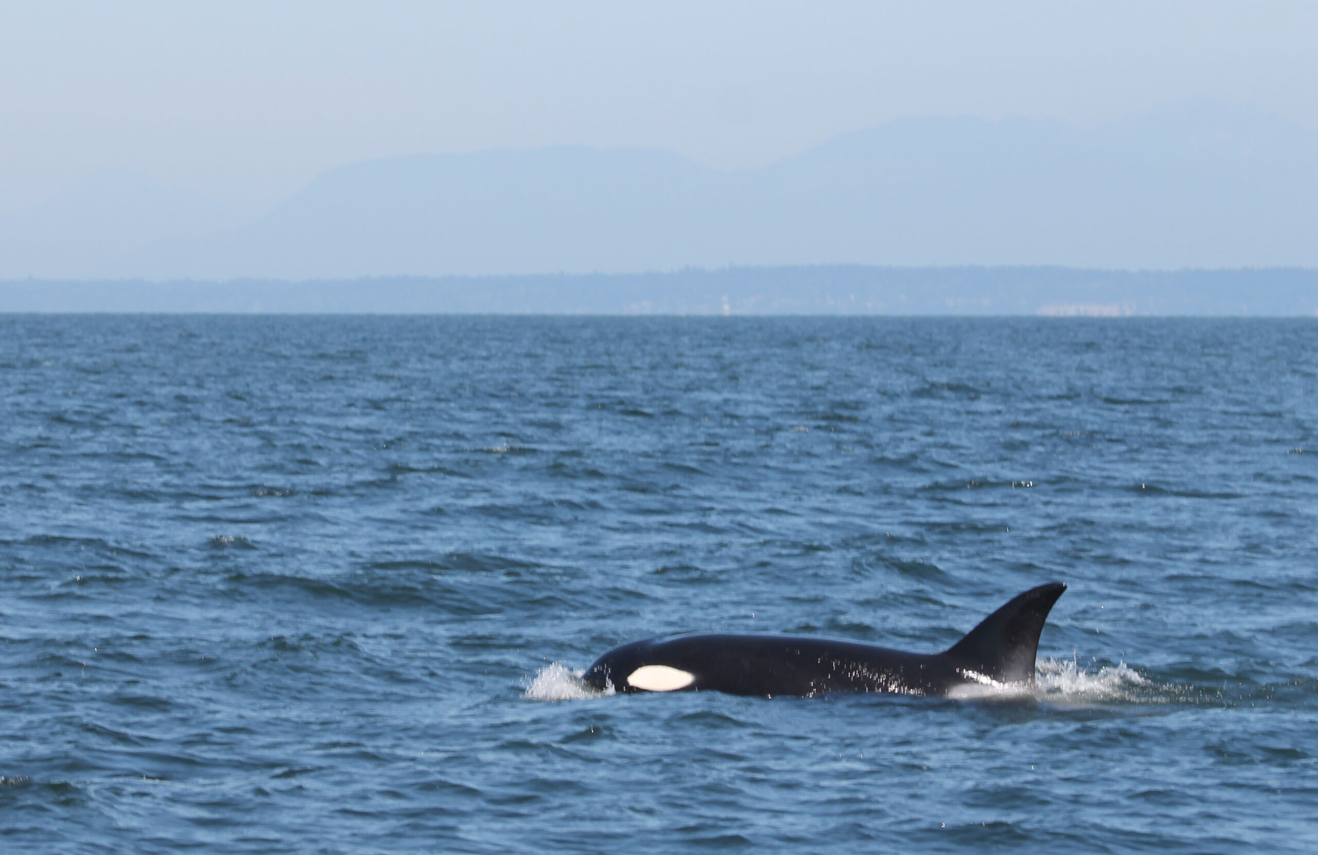 An orca whale spotted from our whale-watching boat that left from Vancouver