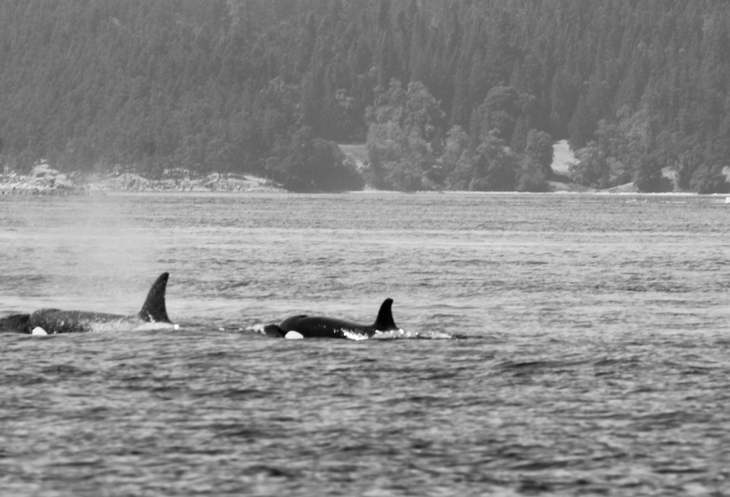 Black and white photos of orca whales