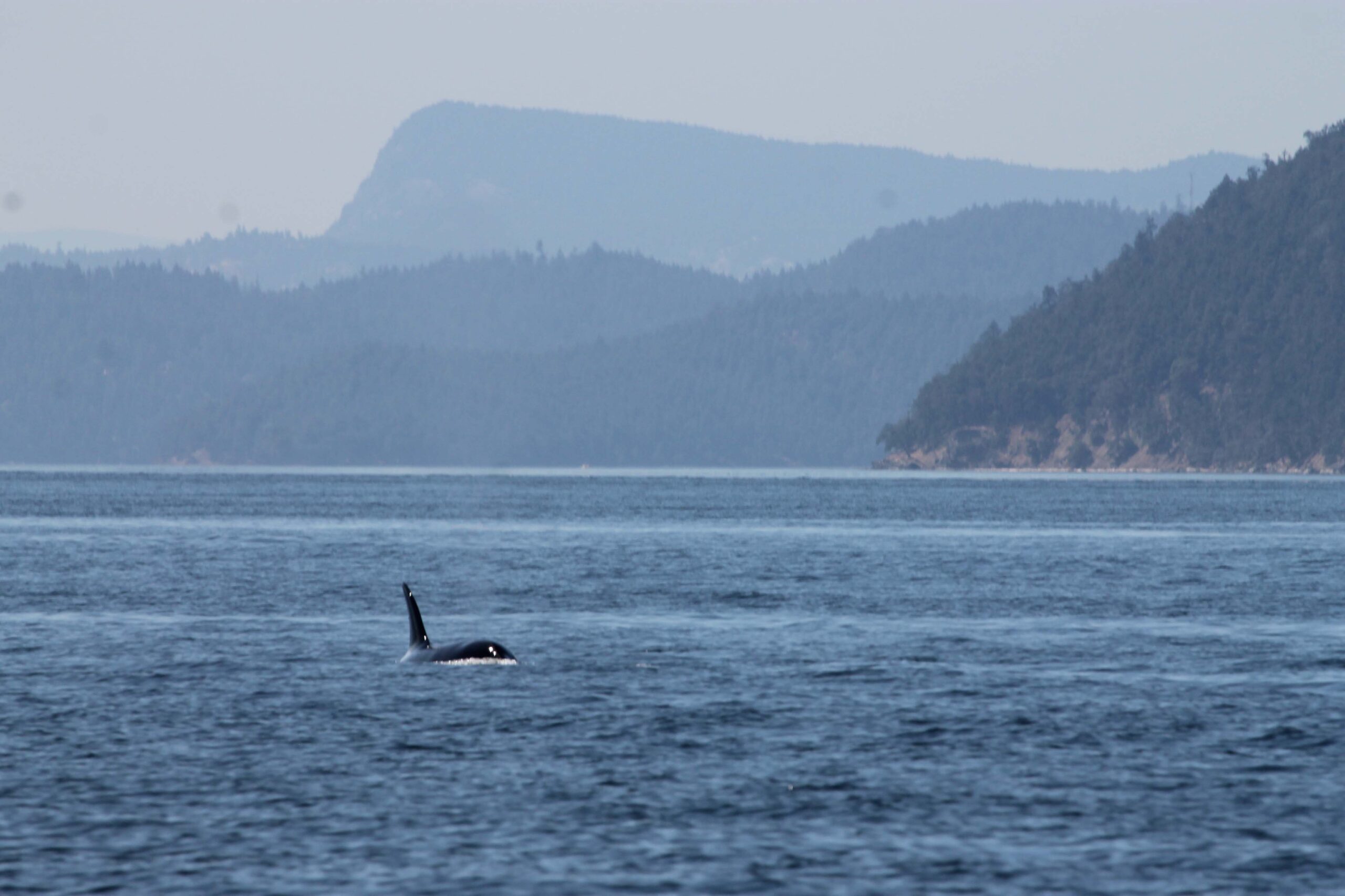 Scenic views in the Gulf Islands with an orca whale in the foreground