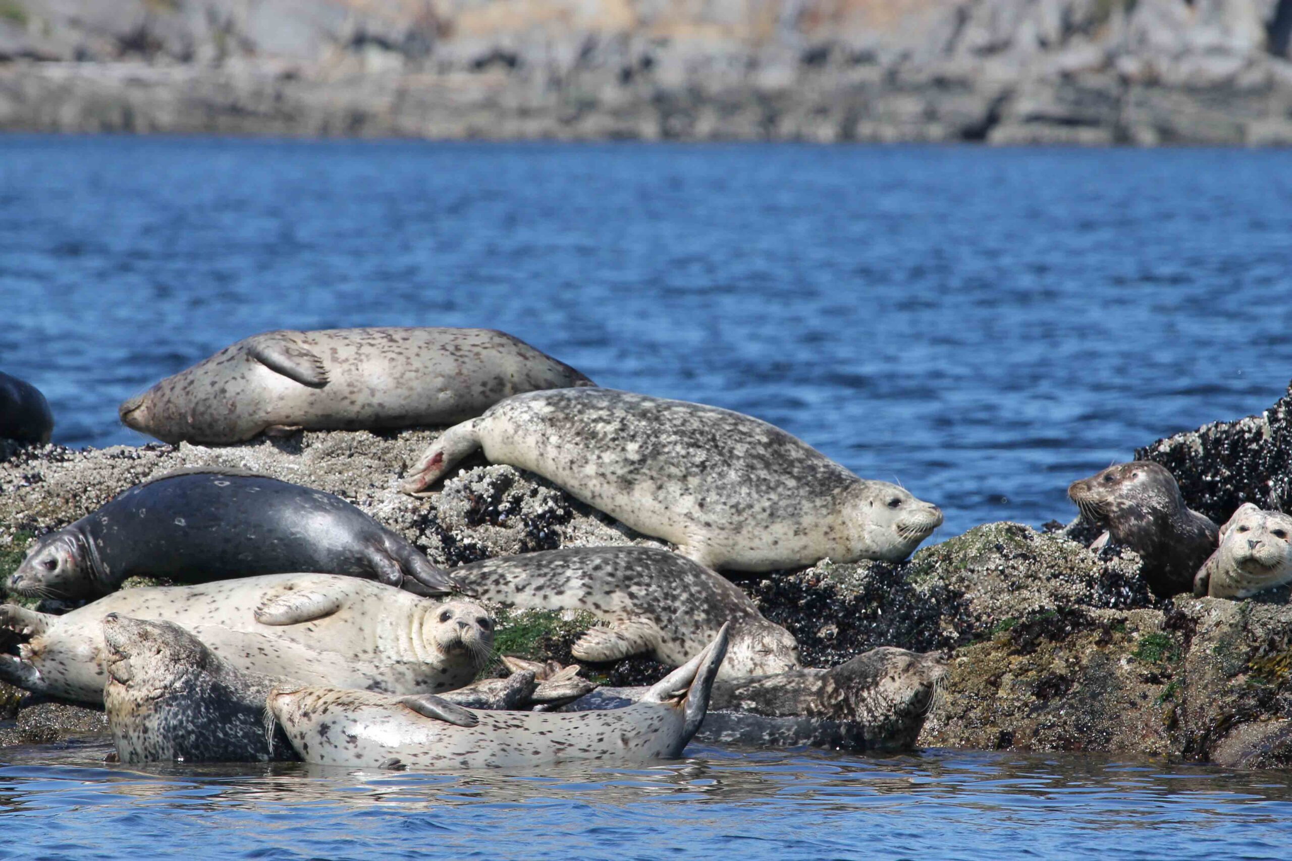 Harbor seals on the way home from our killer whale-watching trip with Wild Whales Vancouver